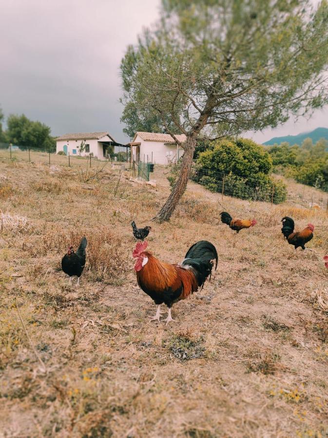 Complejo Rural Del Molino Dorado Villa Facinas Eksteriør bilde