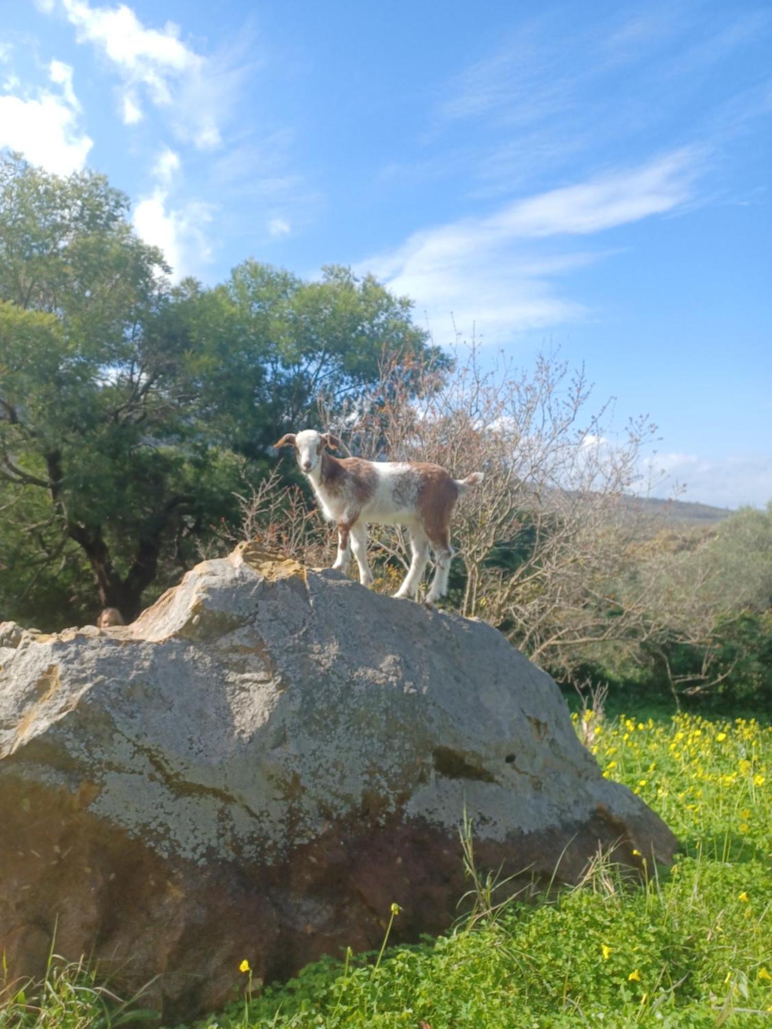 Complejo Rural Del Molino Dorado Villa Facinas Eksteriør bilde