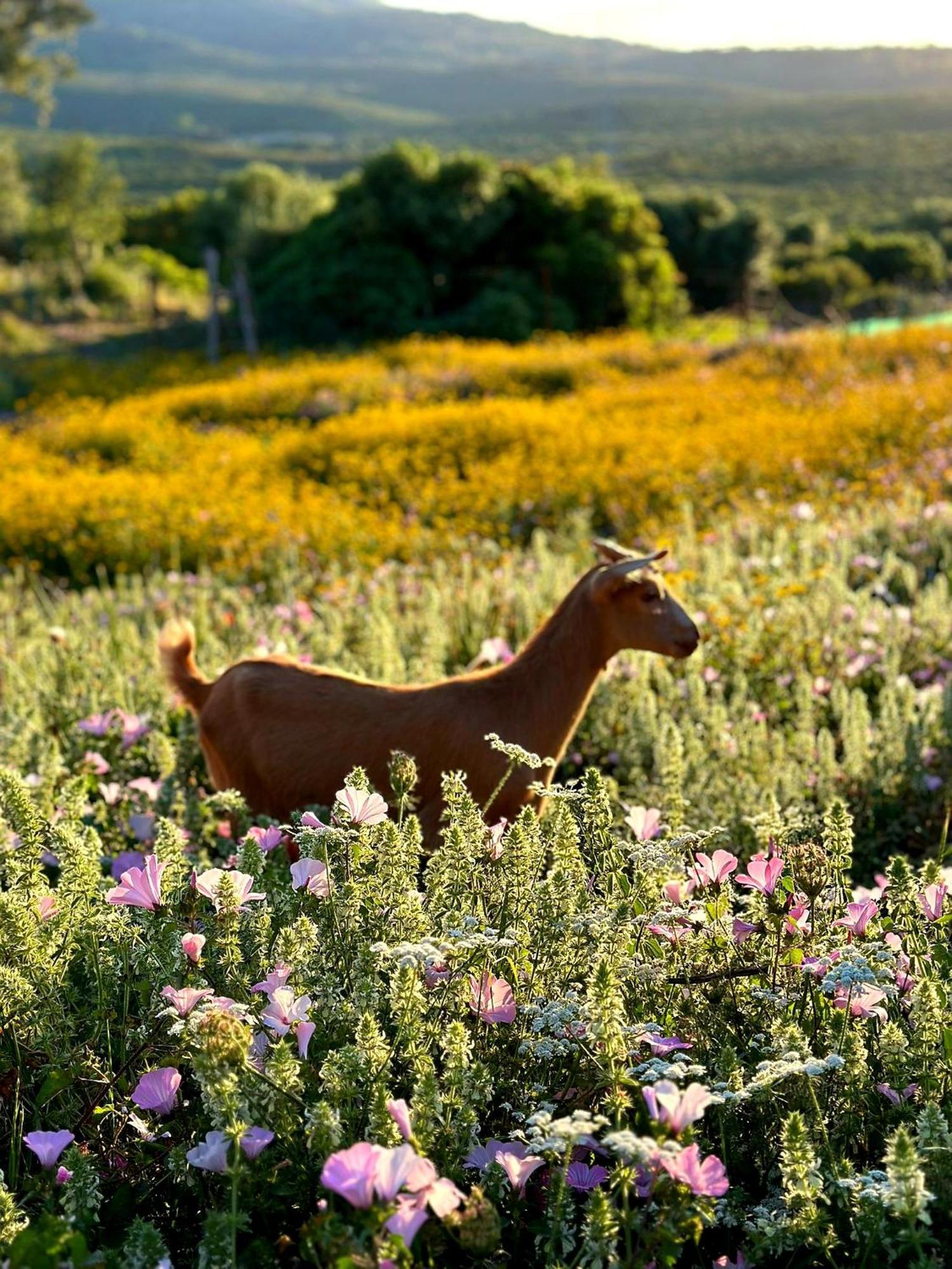 Complejo Rural Del Molino Dorado Villa Facinas Eksteriør bilde
